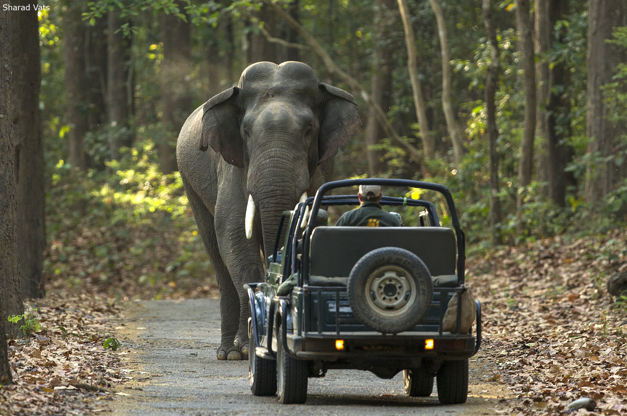 Dhikala_Forest_Rest_House_in_Corbett_National_park