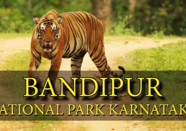 bandipur national park