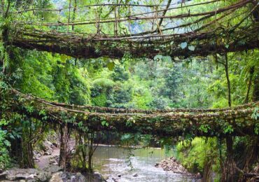 Living Root Bridges: A Unique Natural Marvel in Meghalaya