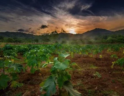 Anaikatti Coimbatore Tour Package