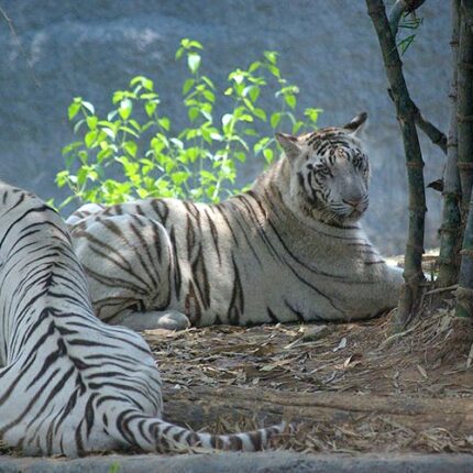 Vandalur Zoo Tour Package from Chennai