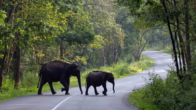 wayanad tour package from mysore wayanad tour package from mysore