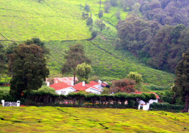 Mysore Ooty Tour Package