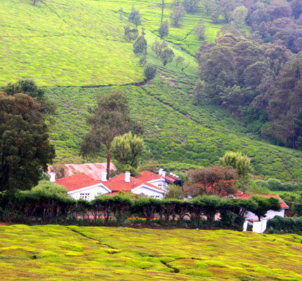 Mysore Ooty Tour Package
