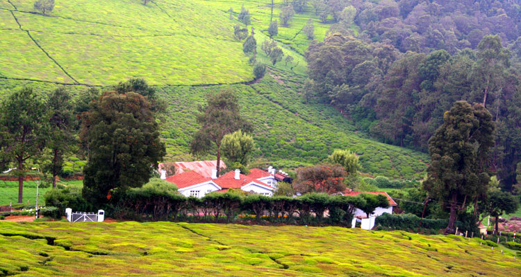 Mysore Ooty Tour Package Mysore Ooty Tour Package