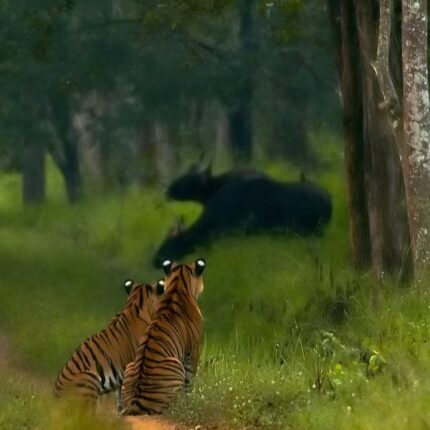 bhadra wildlife sanctuary tour package