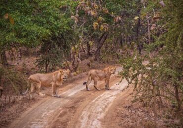 Ahmedabad Sasangir Rajkot Bhuj Tour Package