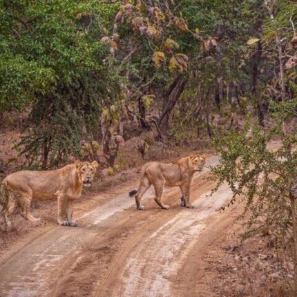 Ahmedabad Sasangir Rajkot Bhuj Tour Package