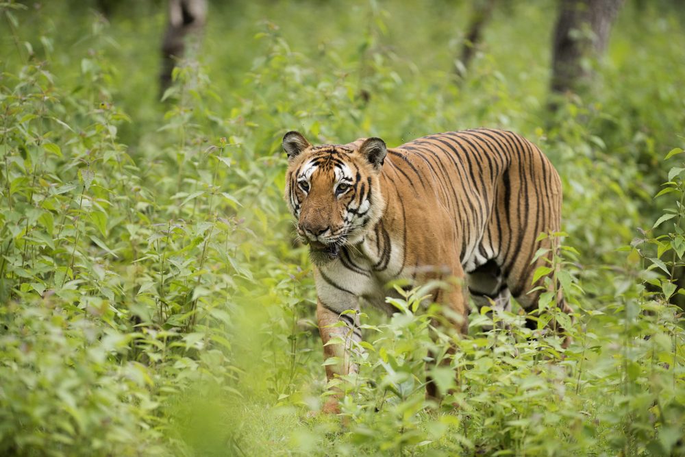 Bandipur Tiger Reserve and National Park Bandipur National Park Tour Package