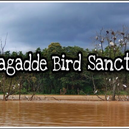 Mandagadde Bird Sanctuary Tour Package