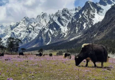 Ahmedabad Dasada Velavadar Sasangir Somnath Dwarka Rajkot Tour Package