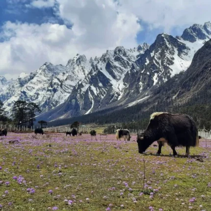 Ahmedabad Dasada Velavadar Sasangir Somnath Dwarka Rajkot Tour Package