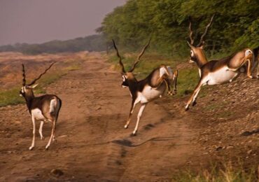 Ahmedabad Dasada Velavadar Sasangir Tour Package