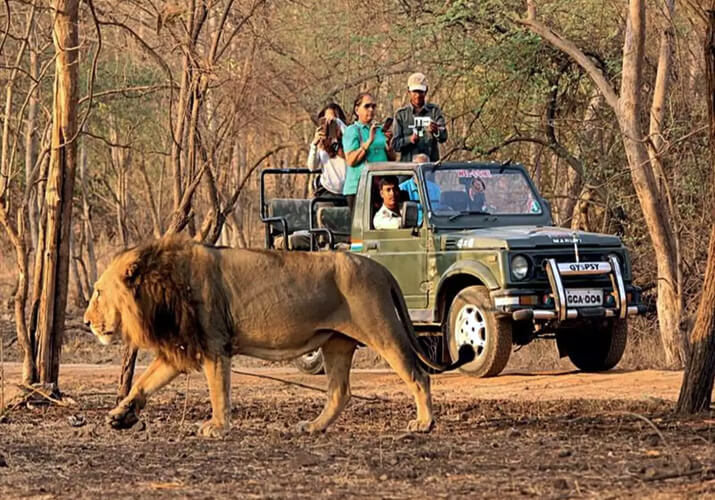 Ahmedabad Dasada Velavadar Sasangir Tour Package Ahmedabad Dasada Velavadar Sasangir Tour Package