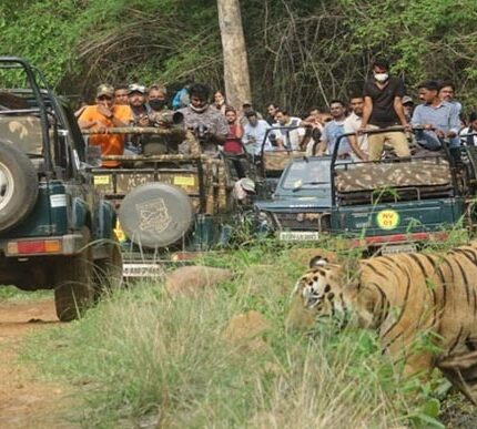 Mudumalai Tour Package