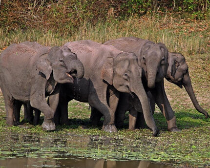 Mudumalai Tour Package