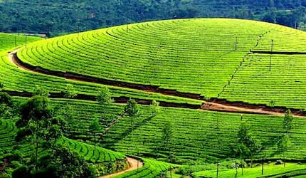 Mysore Ooty Tour Package