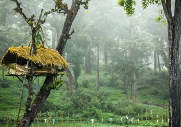 Bangalore Kodaikanal Wayanad Ooty Coorg Mysore Tour Package