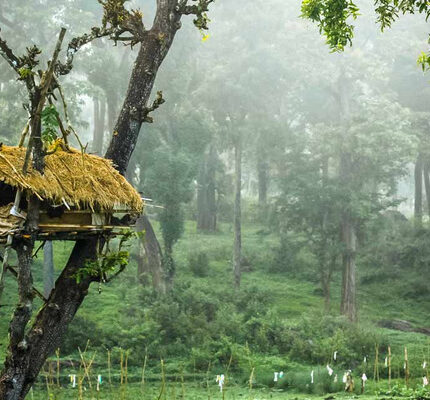 Bangalore Kodaikanal Wayanad Ooty Coorg Mysore Tour Package