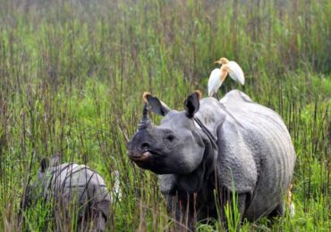 Kaziranga & Northeast India Nature Tour