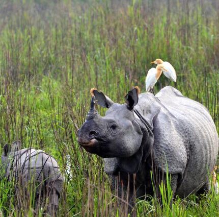 Kaziranga & Northeast India Nature Tour