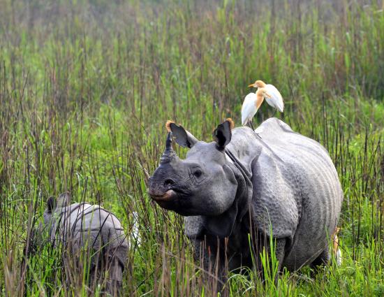 Kaziranga & Northeast India Nature Tour Kaziranga & Northeast India Nature Tour