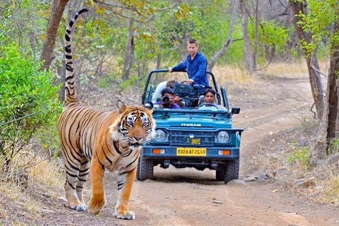 Ranthambore Udaipur Tour Package from Delhi Ranthambore Udaipur Tour Package from Delhi