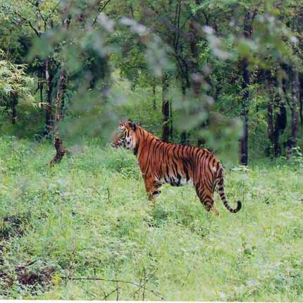 kemmanagundi bhadra wildlife sanctuary tour package