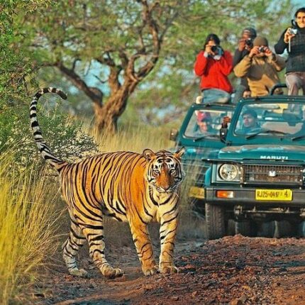 Ranthambore Tour Package
