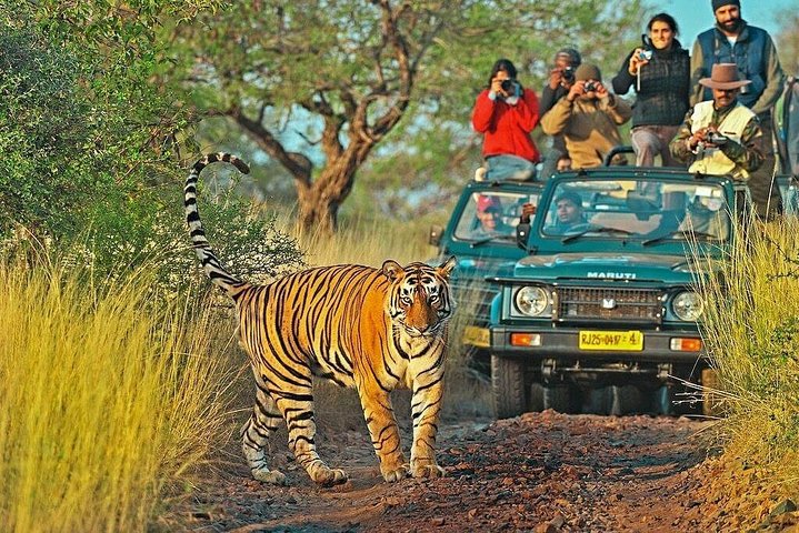 Ranthambore Tour Package Ranthambore Tour Package