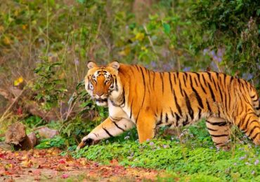 Jim Corbett Tour Package from Delhi