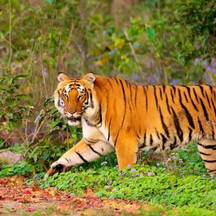 Jim Corbett Tour Package from Delhi