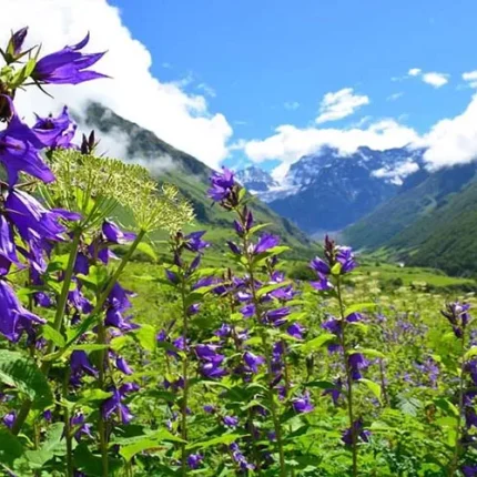 Joshimath Auli Valley of Flowers Hemkund Sahib Mana Village Vasudhara Falls Badrinath tour package 10 days