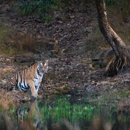 Pench Tour Package 2 Days