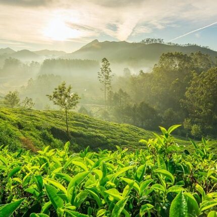 Kodaikanal Palani Murugan Temple Theni Munnar Tour Package 5 Days