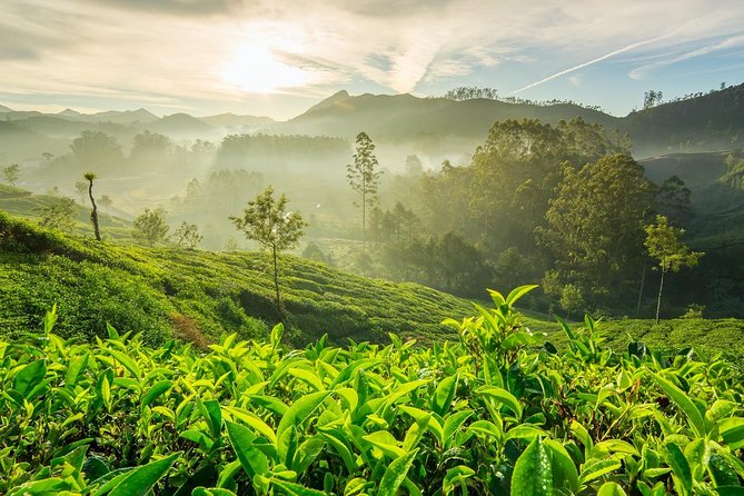 Kodaikanal Palani Murugan Temple Theni Munnar Tour Package 5 Days Kodaikanal Palani Murugan Temple Theni Munnar Tour Package 5 Days