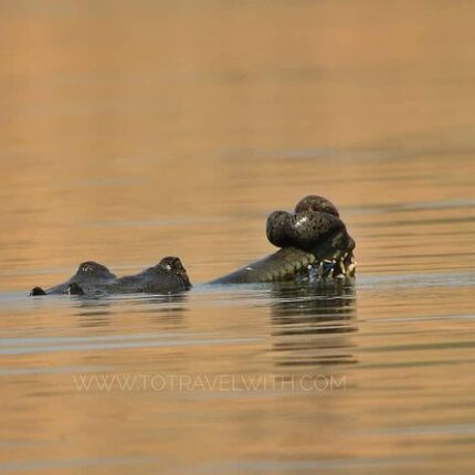 Chambal Tour Package 2 Days