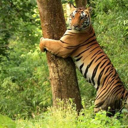 Kanha Bandhavgarh Mandla Tour Package 3 Days