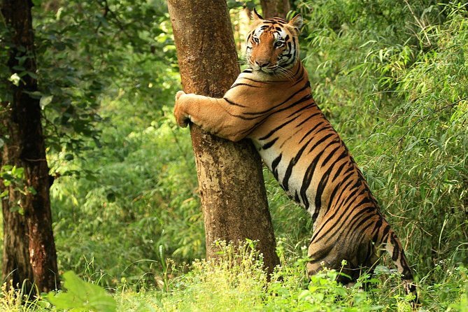 Kanha Bandhavgarh Mandla Tour Package 3 Days Kanha Bandhavgarh Mandla Tour Package 3 Days