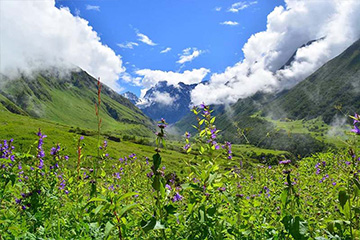 Joshimath Auli Valley of Flowers Hemkund Sahib tour package 7 days