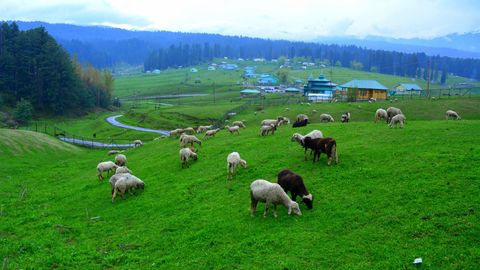 Yusmarg Doodhpathri Tour Package 4 Days Yusmarg Doodhpathri Tour Package 4 Days
