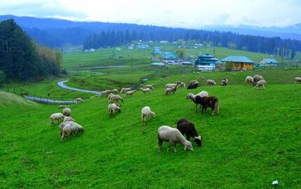 Gulmarg Yusmarg Tour Package 4 Days