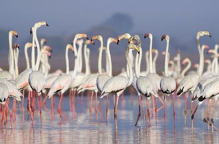 Alnia Tour Package 2 Days