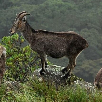 Eravikulam Tour Package 2 Days