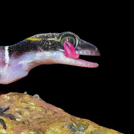 Agumbe Tour Package from Pune