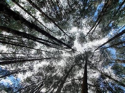 Ooty Tour Package 5 Days from Amritsar