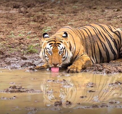 Tadoba Tour Package 2 Days