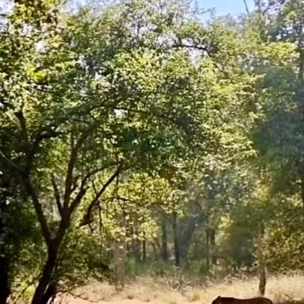 Bandhavgarh Tour Package 2 Days