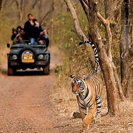 Jaipur Alwar Sariska Jaipur Tour Package 7 Days