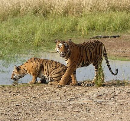 Delhi Jaipur Ranthambore Tour Package 5 Days